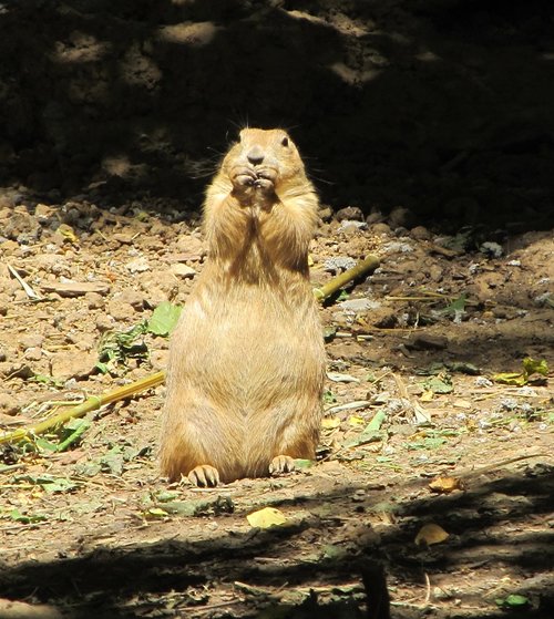 prairie dog  portrait  close up