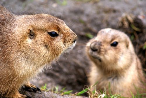 prairie dog rodent zoo