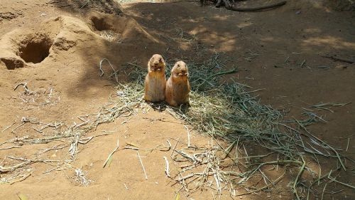 prairie dog zoo twins