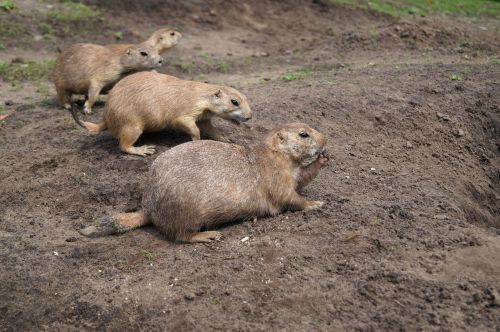 prairie dogs rodents animals