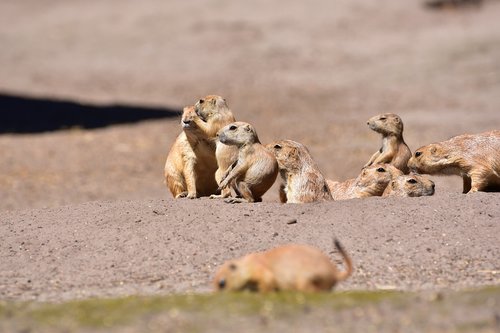 prairie dogs  young animal  guard