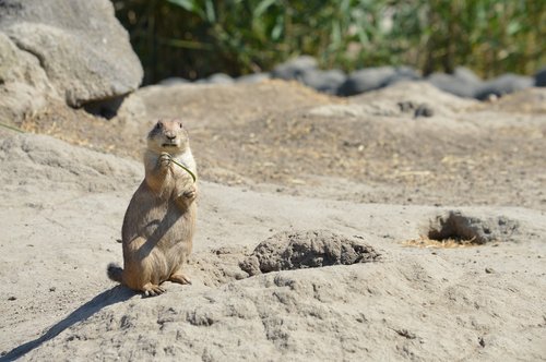 prairie dogs  cute  blijdorp