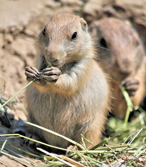 prairie dogs  animal  rodent