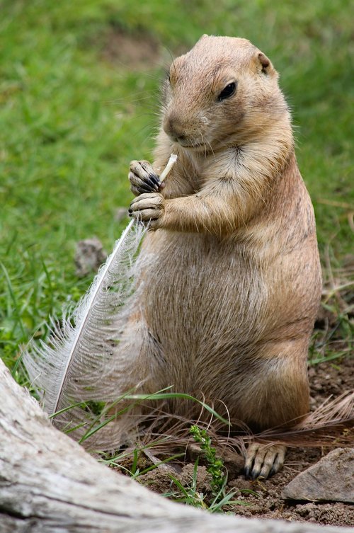prairie dogs  rodent  animal