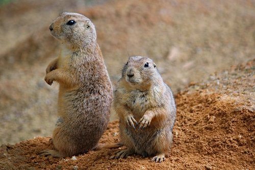 prairie dogs  rodents  couple