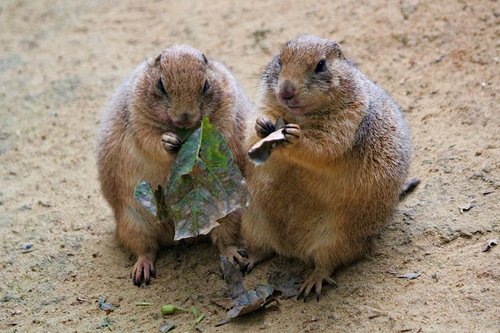 prairie dogs  rodents  a pair of