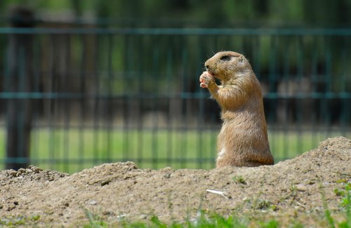 prairie dogs  nager  rodents
