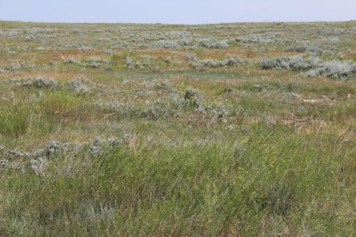 Prairie Grass Shrubs