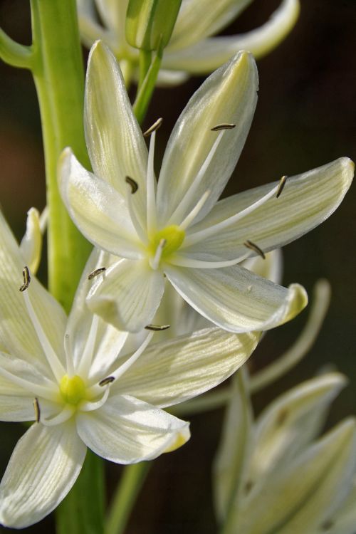 prairie lily white flower