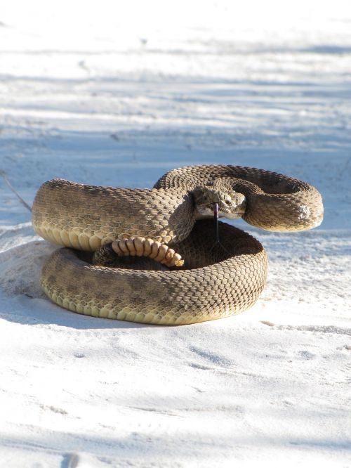 prairie rattlesnake viper poisonous