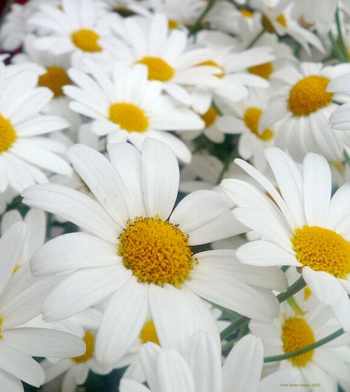 Daisies