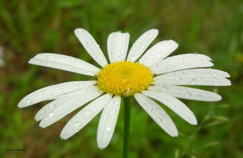 Daisy Flower