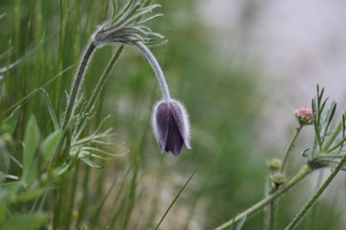 prato flowers landscape