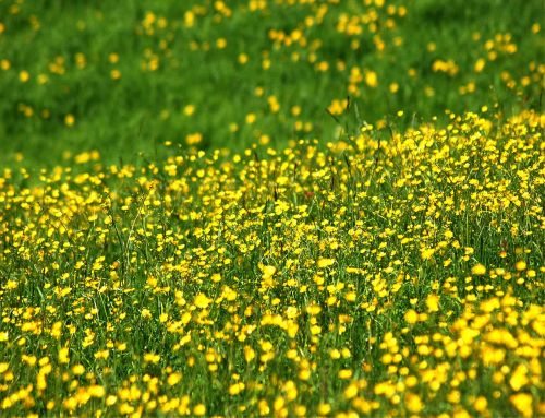 prato flowers yellow