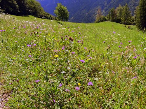 prato grass green