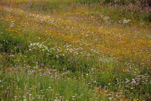 prato flowers mountain