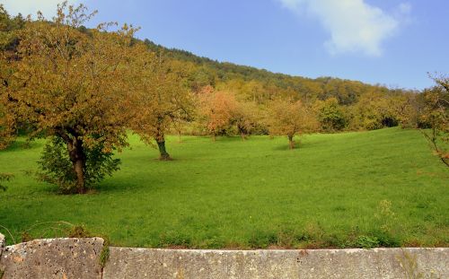 prato trees green