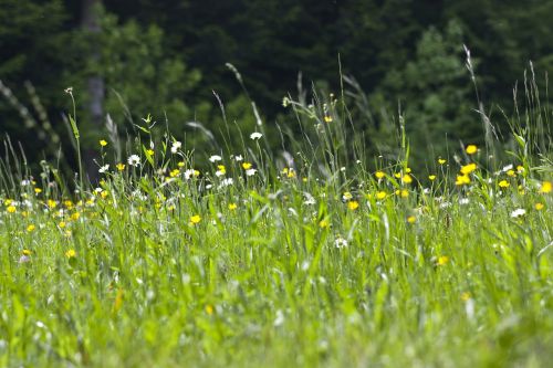 prato nature spring