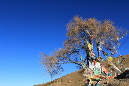 prayer flags tree in tibetan areas