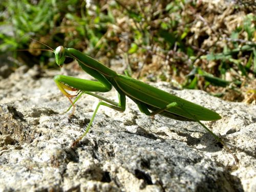 praying mantis mantodea close