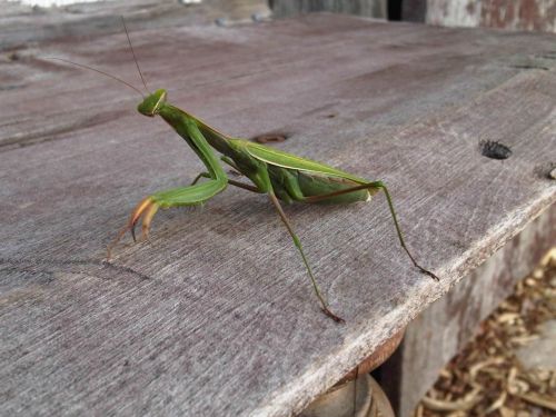 Praying Mantis