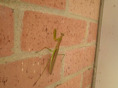 Praying Mantis