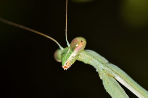 praying mantis mantis insect
