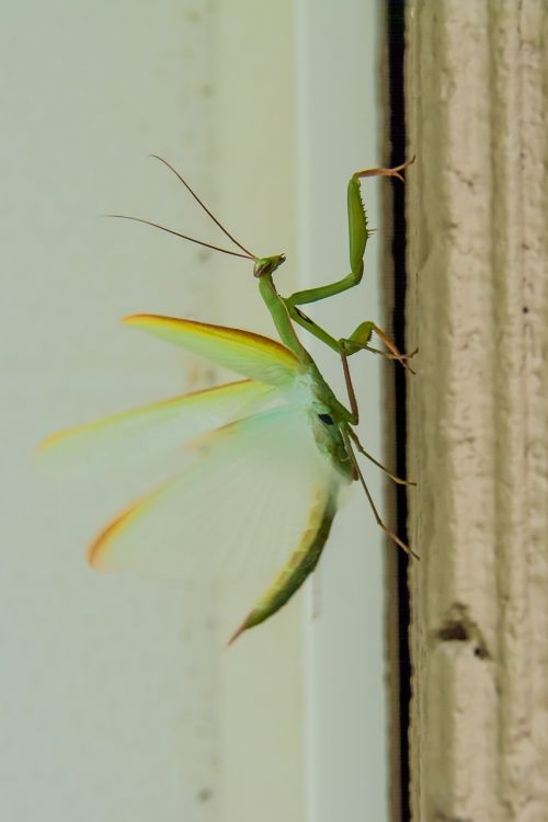 praying mantis insects mantis