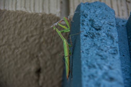 praying mantis insects mantis