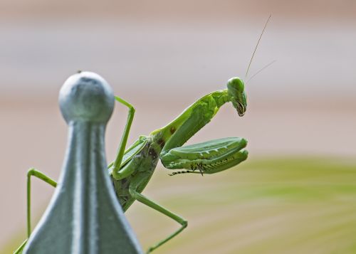 praying mantis insect green