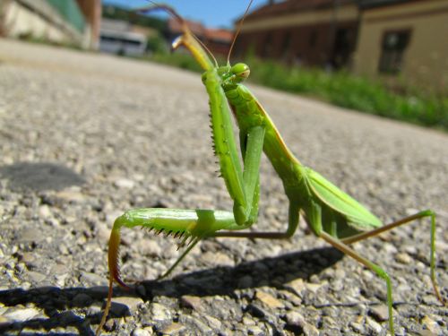 praying mantis animal street