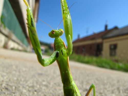 praying mantis animal street