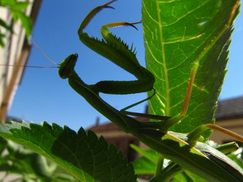 praying mantis animal street