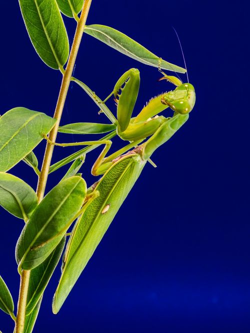 praying mantis fishing locust green