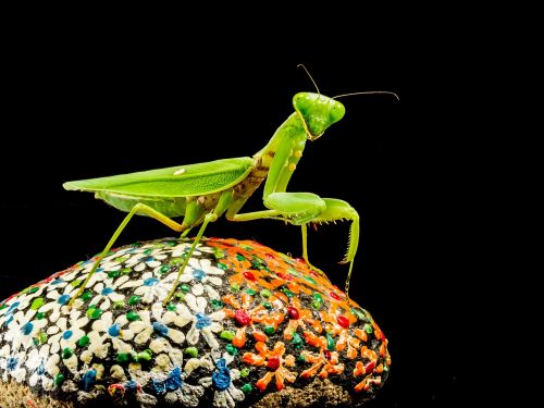 praying mantis fishing locust green