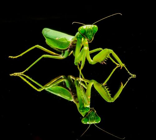 praying mantis fishing locust green