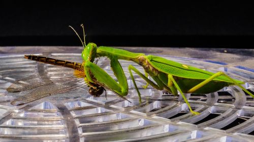 praying mantis fishing locust dragonfly