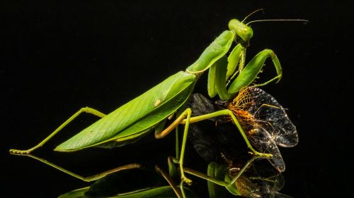 praying mantis fishing locust dragonfly