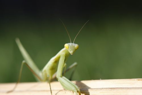 praying mantis macro green