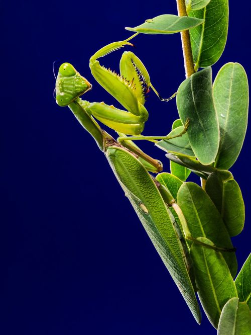 praying mantis fishing locust mantis religiosa