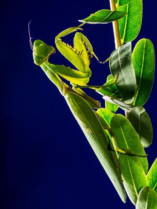 praying mantis fishing locust mantis religiosa