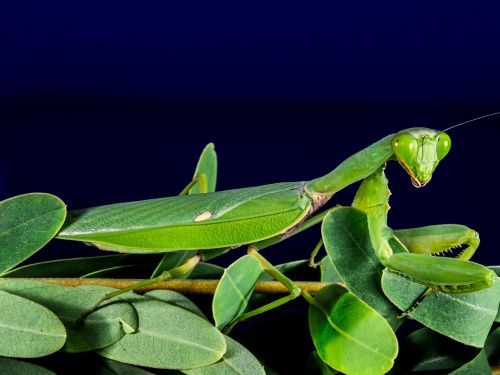 praying mantis fishing locust mantis religiosa