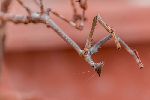 praying mantis branch animal