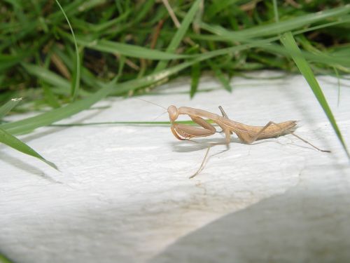 praying mantis mantis religiosa insecto