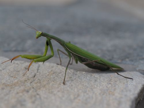 praying mantis green insect