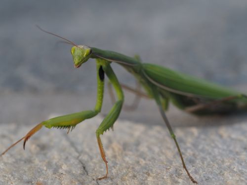 praying mantis green insect
