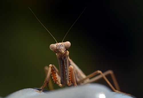 praying mantis insect nature