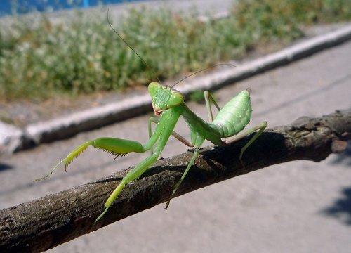 praying mantis  empusa  crimea
