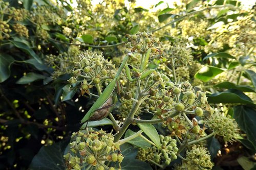 praying mantis  mantis religiosa  nature