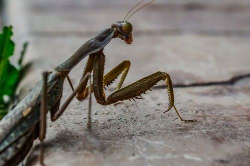 praying mantis  nature  insect